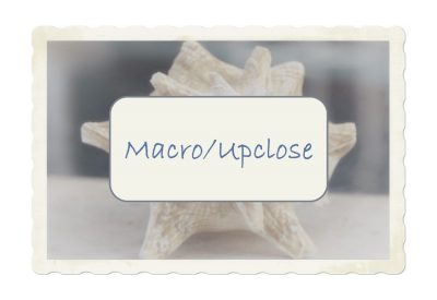 Macro / Upclose